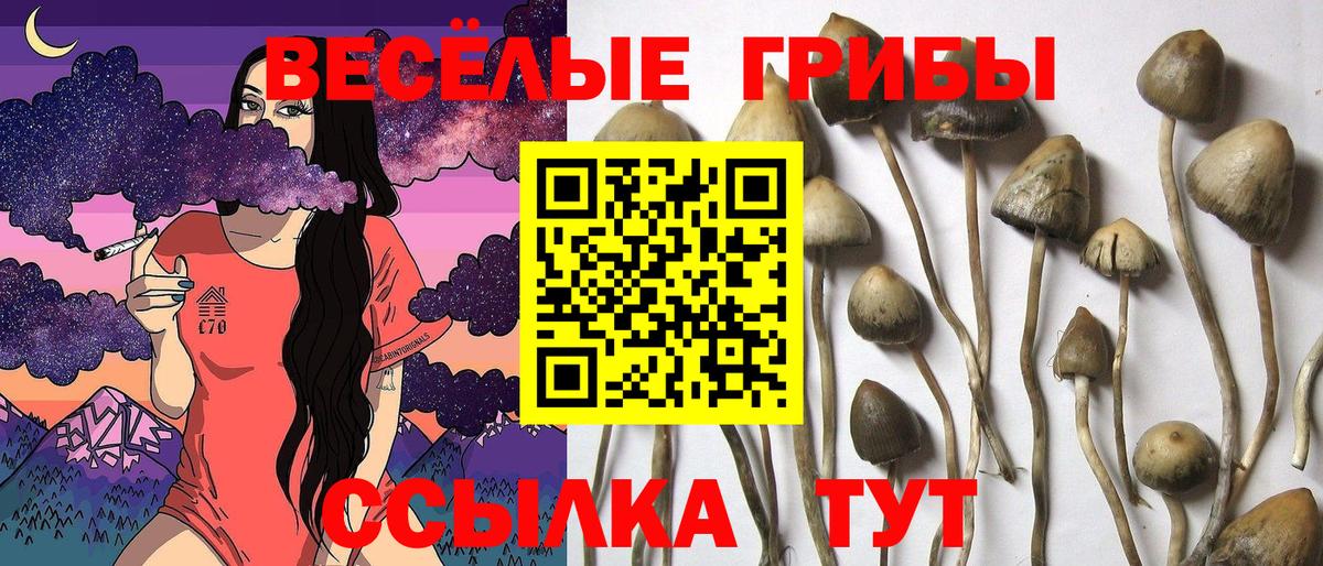 Галлюциногенные грибы прущие грибы Бор